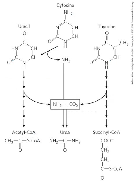 <p>Pathways for degradation all lead to NH4+ production/Urea synthesis</p><p>Carbons of thymine are degraded into Succinyl-CoA</p><p>Carbons of cytosine and uracil are degraded to Acetyl-CoA</p>