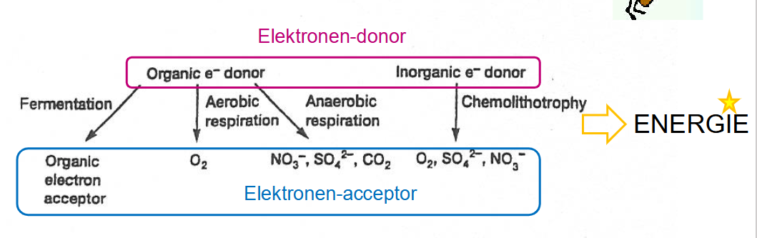 <ul><li><p><strong>fermentatie</strong>: organische e<sup>-</sup> -donor en organische e<sup>-</sup> -acceptor</p></li><li><p><strong>aerobe ademhaling</strong>: organische e<sup>-</sup> -donor, O<sub>2</sub> e<sup>-</sup> -acceptor</p></li><li><p><strong>anaerobe ademhaling:</strong> organische e<sup>- </sup>-donor NO<sub>3, </sub>SO<sub>4</sub><sup>2-</sup>, CO<sub>2</sub>, e<sup>-</sup> -acceptor</p></li><li><p><strong>chemolithotroof:</strong> anorganische e<sup>-</sup> -donor O<sub>2</sub>, SO<sub>4</sub><sup>2-</sup>, NO<sub>3</sub><sup>- </sup>e<sup>-</sup> -acceptor</p></li></ul><p></p>