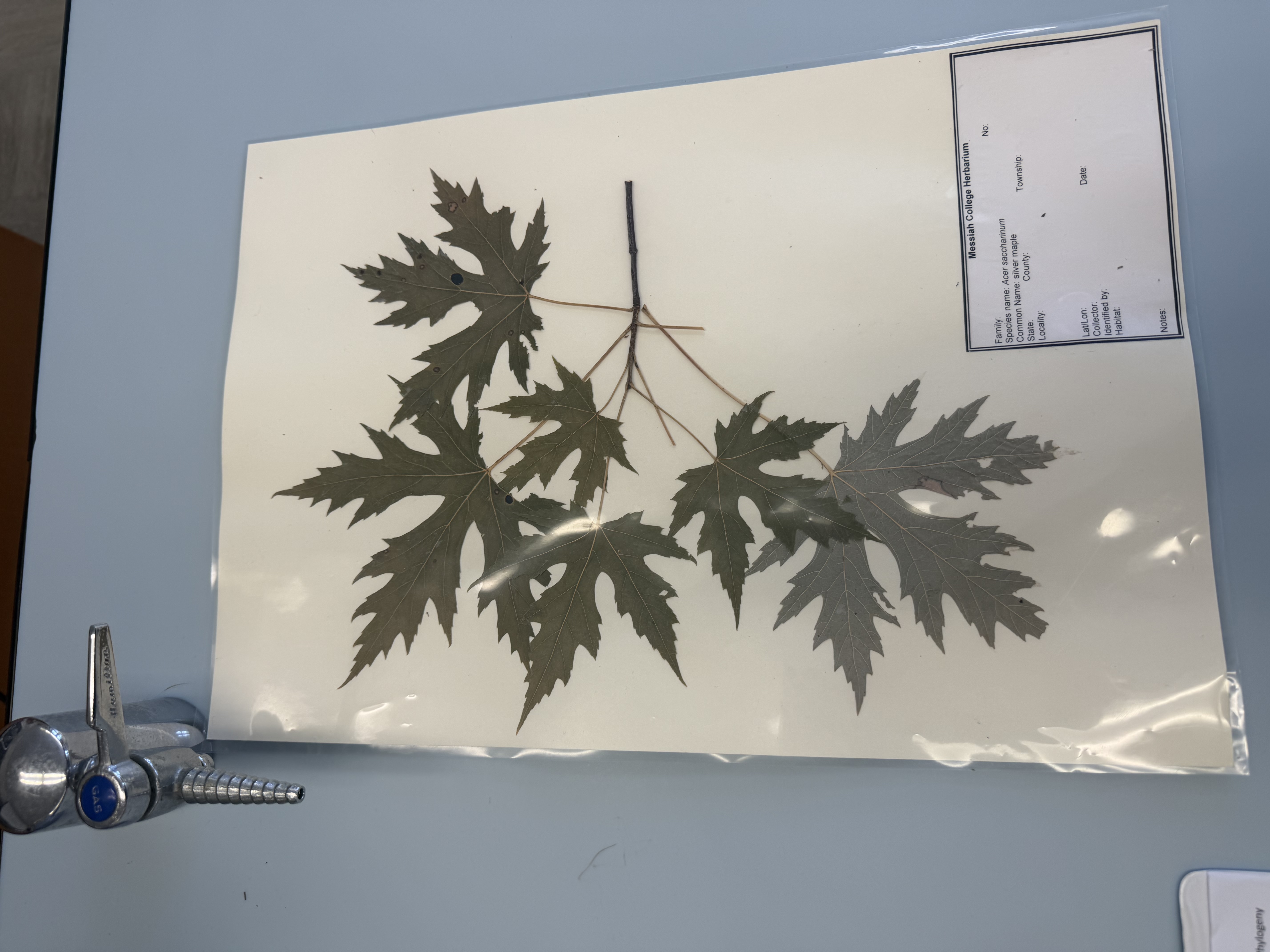 <p>acer saccharinum</p>