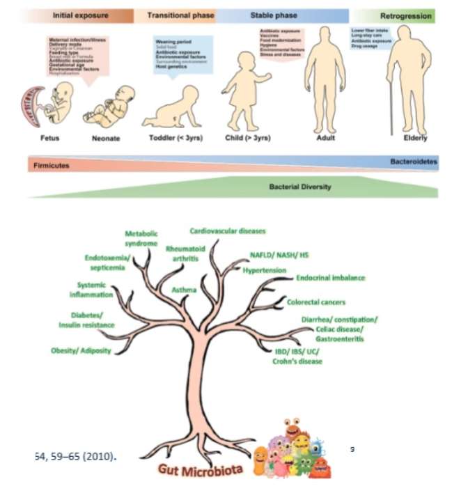 <ul><li><p>Composed of bacteria, archaea, fungi, and viruses</p></li><li><p>Bacteria are the most dominant and diverse group (~2000 species identified)</p></li><li><p>Fully matures around age 2–3 years</p></li><li><p>Strongly influenced by early-life factors (birth mode, diet, antibiotics)</p></li><li><p>Each individual has a unique microbial composition (“microbial fingerprint”)</p></li><li><p>Contains ~100 trillion microorganisms</p></li><li><p>Weighs up to 1.5 kg</p></li><li><p>Encodes ~150 times more genes than the human genome</p></li><li><p>Functions as a “superorganism” that plays a crucial role in host metabolism</p></li><li><p>Highest density of microbes in colon</p></li></ul><p></p>