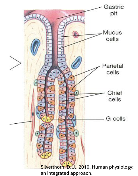 <ol><li><p>Mucus (Goblet) Cells: Secrete mucus to protect stomach lining</p></li><li><p>Parietal Cells: Produce HCL and intrinsic factor (required for vitamin B12 absorption)</p></li><li><p>Chief Cells: Secrete pepsinogen (inactive precursor of pepsin)</p></li><li><p>G Cells (Enteroendocrine Cells): Release gastrin</p></li></ol><p></p>