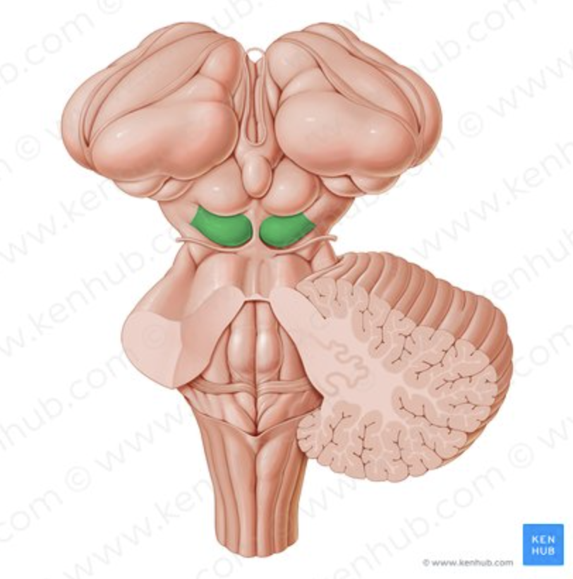 <p>What SPECIFIC REGION follows sound with head and neck?</p>