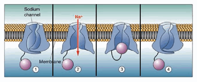 <p>TTX blocks one class of voltage-gated sodium channel. It does not cross the blood–brain barrier, so a person remains conscious but loses the ability to generate action potentials (electrical communication) in their peripheral nerves.</p>