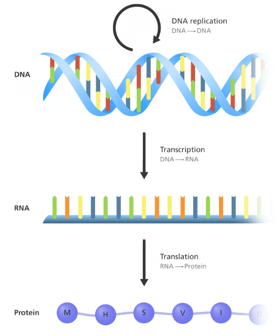 <p>the fundamental principle; states that <strong>DNA </strong>is <em>transcribed </em>into <strong>mRNA </strong>which is <em>translated </em>into a <strong>polypeptide </strong>(which then gets folded into a protein)</p>