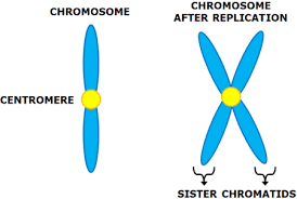 <p>Region where two sister chromatids “connect”</p>