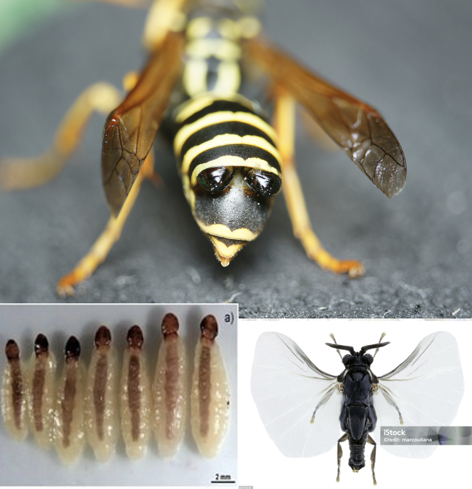 <p>Latin, védett?</p>