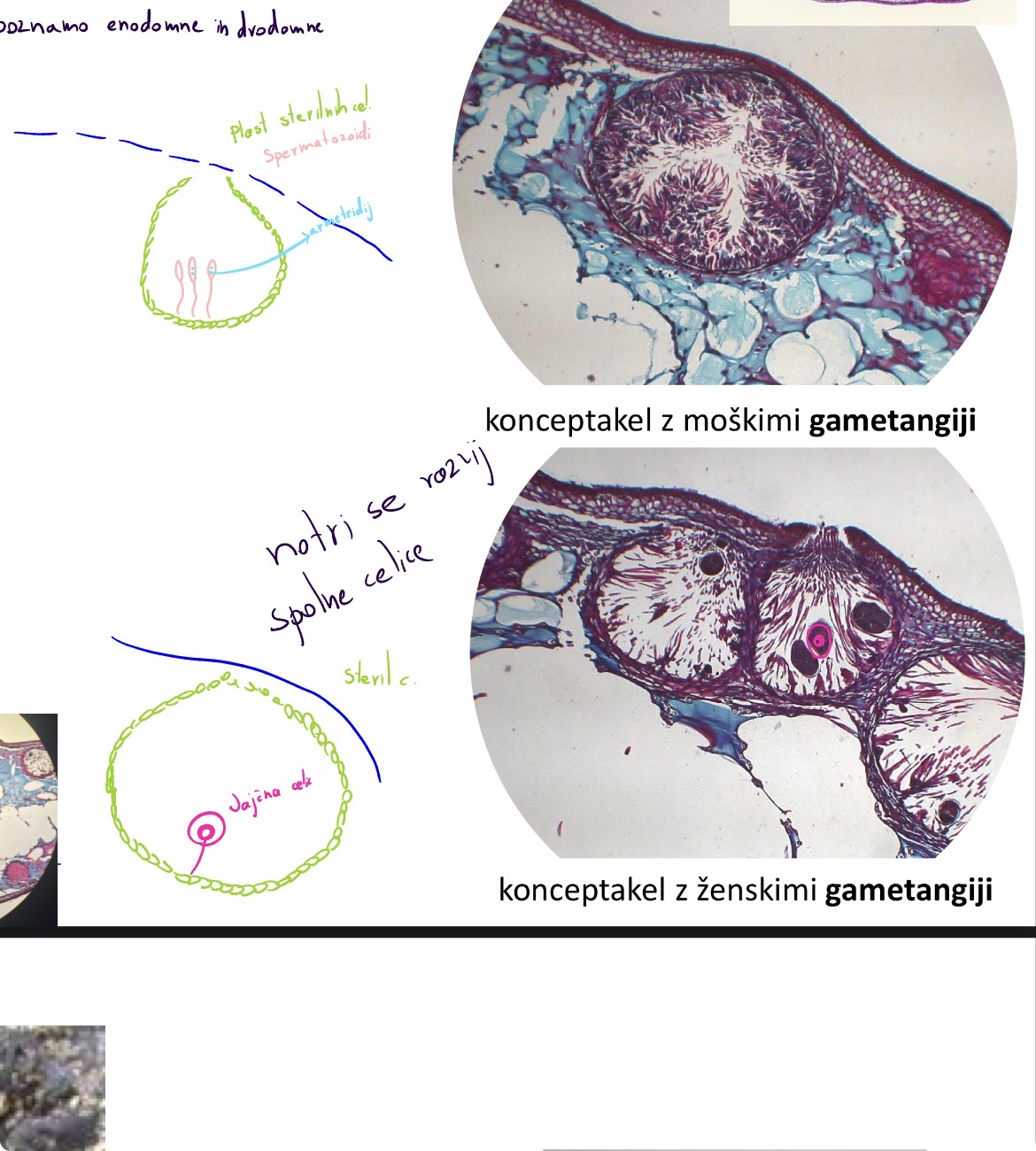 <p>Družina Raznobičkaste alge- heterokonthophyta</p><p>Razred phaeophyceae - rjave alge</p><p>Red fucales</p><p>Rod fucus</p><p>Slikca lahko imas moski ali zenski konceptakel ki ima z ali m gametangije</p><p></p>