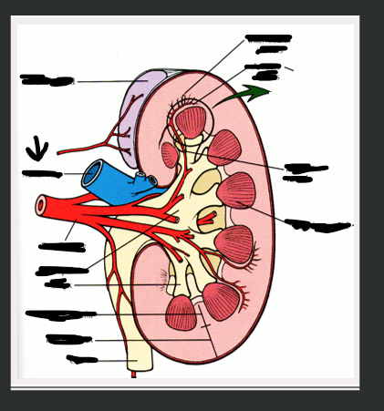 <p>What structure is arrow pointing to?</p>