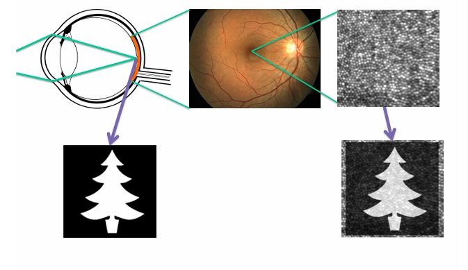 <p>can allow differentiation to form the images between the contrast in the dark and light of the image</p><p>Difference in brightness consequence of enhanced contrast with surroundings when seeing things in contrast</p>
