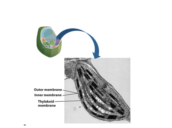 <p><span style="background-color: transparent; font-family: "Times New Roman", serif;">In plant cells. Photosynthetic protists and plant cells contain chloroplasts, actively engage in photosynthesis, producing chemical energy from light energy. </span></p><p><span style="background-color: transparent; font-family: "Times New Roman", serif;">- Has a double membrane around its exterior and an interior filled with hundred of flattened and stacked membranes called thylakoids </span></p><p><span style="background-color: transparent; font-family: "Times New Roman", serif;">- Thylakoid stacks are organized into piles called grana </span></p><p><span style="background-color: transparent; font-family: "Times New Roman", serif;">- In these membranes, pigments and enzymes participate in photosynthesis </span></p>