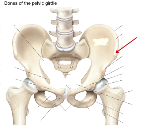 <p>Hip bone</p>