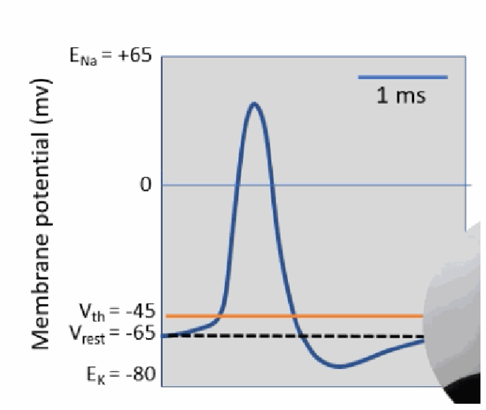 <p>(1) The membrane depolarises past threshold, opening voltage-gated Na+ channels. (2) Na+ enters, further depolarising the membrane and opening more Nav channels (rapid depolarisation). (3) Nav channels close; the higher K+ permeability from K2p channels causes repolarisation. (4) Voltage-gated Kv channels open, hyperpolarising the membrane below resting potential. (5) Nav channels stay inactivated until the membrane hyperpolarises — the absolute refractory period. (6) Kv channels are briefly held open, keeping the membrane hyperpolarised and making it harder to fire again — the relative refractory period.</p>