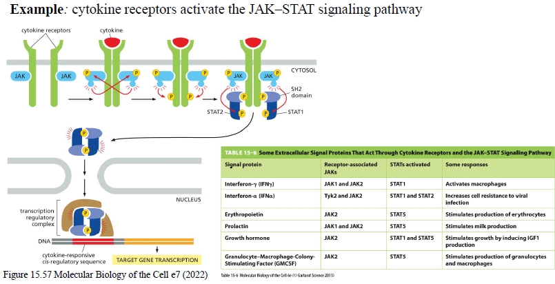 <ol><li><p>Cytokin binder receptor</p></li><li><p>Receptor-associerede JAKs aktiveres</p></li><li><p>JAKs fosforylerer receptoren</p></li><li><p>STATs binder phosphotyrosiner og fosforyleres</p></li><li><p>STATs dimeriserer</p></li><li><p>STAT-dimer går til nucleus og regulerer genekspression</p></li></ol><p></p>