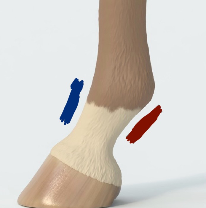 <p>What is in blue?, What is in red? (Front foot)</p>