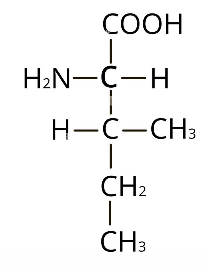 <p>what amino acid</p>
