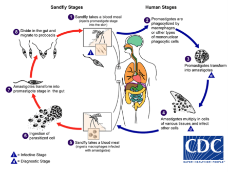 <ul><li><p>infection occurs when the vector takes a blood meal and injects the promastigotes (infective stage)</p></li><li><p>promastigotes get phagocyted by macrophages and transform into amastigotes </p></li><li><p>amastigotes multiply in cells of various tissues (diagnostic stage) and proceed to infect other phagocytic cells</p></li><li><p>vector takes a blood meal and becomes infected with amastigotes in macrophages which transform into epimastigotes in the gut </p></li><li><p>epimastigotes multiply and migrate to proboscis</p></li></ul><p></p>
