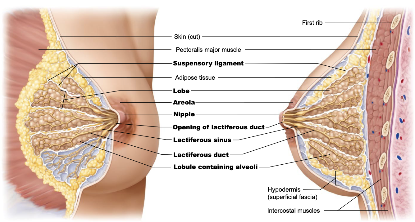 <p><strong>A:</strong> Alveoli → lactiferous ducts → nipple.</p>