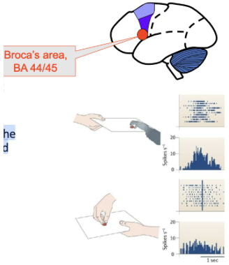 <ul><li><p><span style="background-color: transparent;">First reported in the ventral premotor cortex (PMv)</span></p></li><li><p><span style="background-color: transparent;">MNs show similar activity when a monkey makes a goal-directed action and when the same action is observed (visual), or heard (ripping paper)</span></p></li><li><p><span style="background-color: transparent;">Thought to be important for learning through observation.</span></p></li><li><p><span style="background-color: transparent;">Also, for understanding other people’s intentions.</span></p></li><li><p><span style="background-color: transparent;">Study - observed in other regions of the brain, seem to respond similarly to execution and observation of actions&nbsp;</span></p><ul><li><p><span style="background-color: transparent;">Maybe it's our motor system that simulates what someone else is doing</span></p></li></ul></li></ul><p></p>