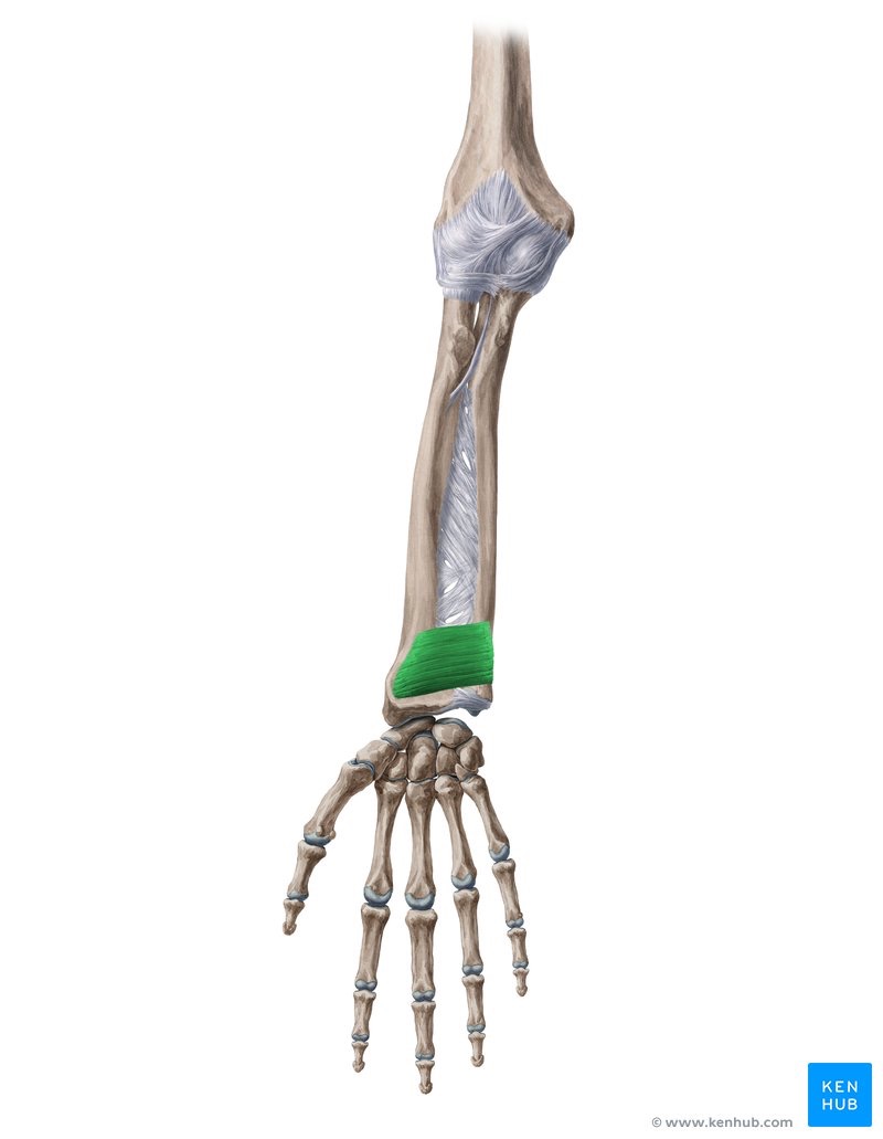 <p><span>a deep, flat, quadrilateral-shaped muscle in the distal forearm that acts as a primary mover for pronation, turning the palm downward</span></p>