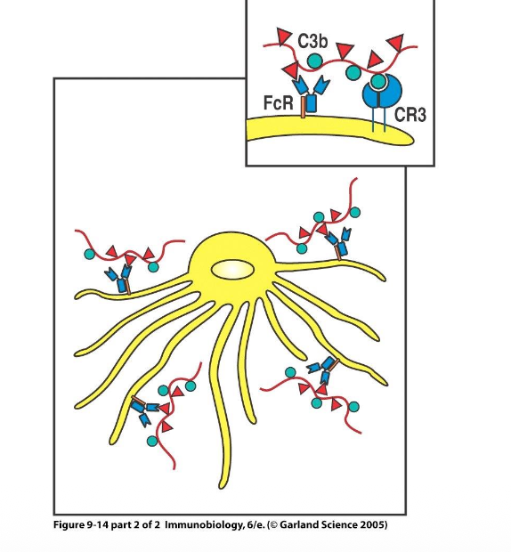<p><span style="color: rgb(190, 255, 254);"><strong>Follicular dendritic cells (FDCs)</strong></span><span> are special cells in the B cell follicle with long dendrites. They do not take up antigen themselves but act like <u>double-sided tape</u>, with antigen sticking to their surface. They have </span><span style="color: rgb(255, 201, 223);"><strong>Fc</strong></span><span> receptors that bind antibody-coated antigens and </span><span style="color: rgb(194, 255, 191);"><strong>complement</strong></span><span> receptors that bind complement-decorated pathogen pieces. These receptors ensure antigen stays available for B cells even when B cells are not immediately present. </span><span style="color: rgb(169, 255, 248);"><strong>FDCs</strong></span><span> sit in the follicle displaying multiple different antigens on their surface, making antigen available for B cell activation and later in the germinal center.</span></p>