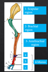 <p>carpal, metacarpal, and phalangeal regions</p>