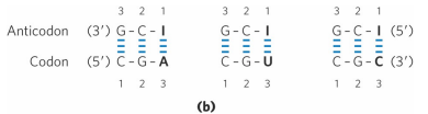 <p>bc inosinate can form weak hydrogen bonds with A, U, and C (not G bc too similar in structure). </p>