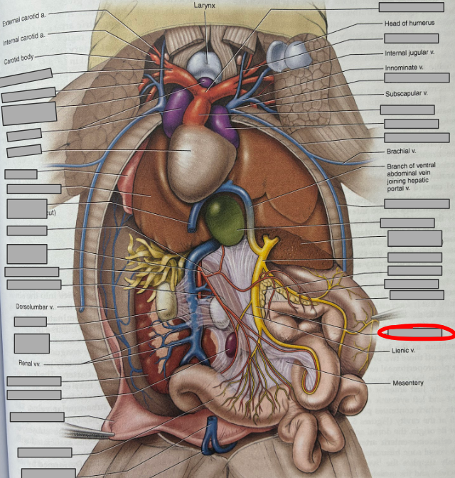 <p>What part of the organism is this?</p>