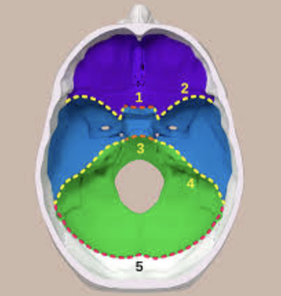<p>which landmark is this? (shallow depression in bone)</p>