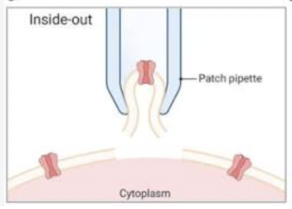 <ul><li><p>The electrode is quickly withdrawn from the cell (in cell- attached configuration), leaving the patch of membrane attached to the electrode</p></li><li><p>This exposes inside surface of the membrane to the external solution- useful for studying factors affecting the inside “cytoplasmic” surface of the channel</p></li><li><p>For example: test effects of intracellular factors that control membrane channel activity</p></li></ul><p></p>