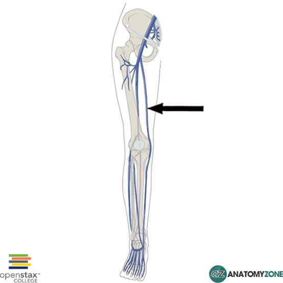<p><span><span>the longest superficial vein in the body, running from the medial side of the foot up along the inner leg and thigh. It drains deoxygenated blood from the superficial tissues of the lower limb and empties into the </span></span><a target="_blank" rel="noopener noreferrer nofollow" class="link" href="chatgpt://generic-entity?number=0" data-prevent-progress="true"><span><u><span>femoral vein</span></u></span></a><span><span> near the groin.</span></span></p>