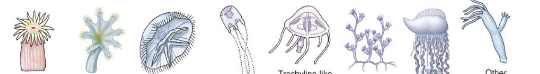 <p>phylum</p>