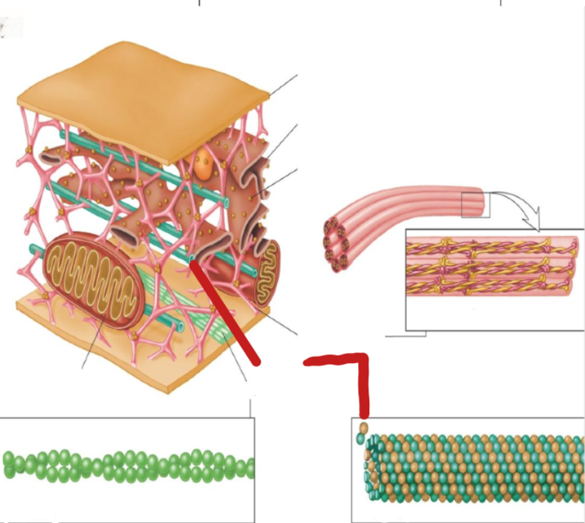 <p>microtubules</p>