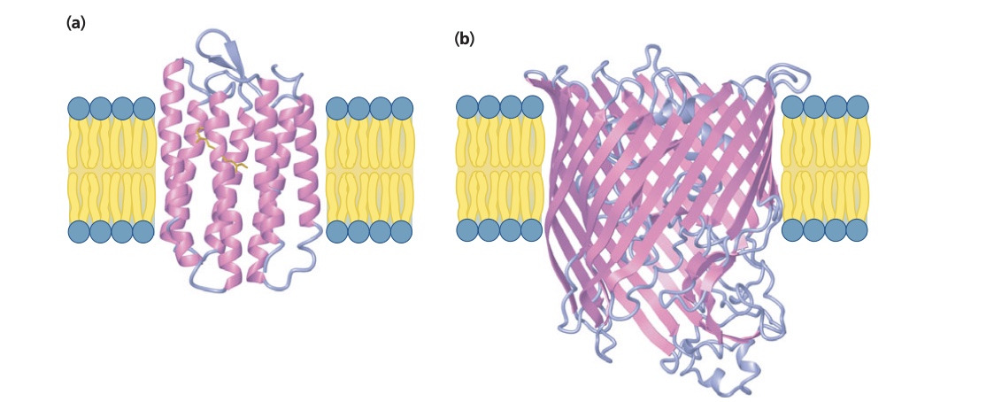 <p>Bacteriorhodopsin, found in the cytoplasmic membrane at halobacterium halobium</p><p>Structure: seven alpha-helices exterior surface of the helix is hydrophobic and interacts with lipid molecules in the membrane. </p>