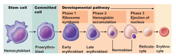 <p>the formation of red blood cells</p>