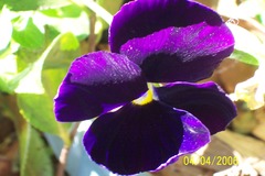 <p>violet</p>
