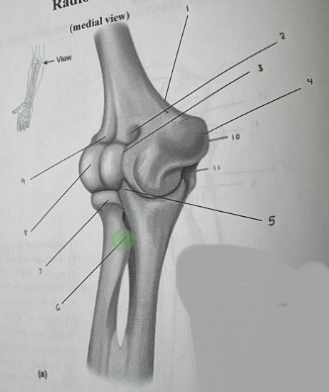 term image