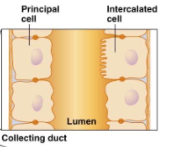 <p>One side no villa one side villa</p>