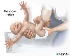 <p>28 weeks gestation</p>
