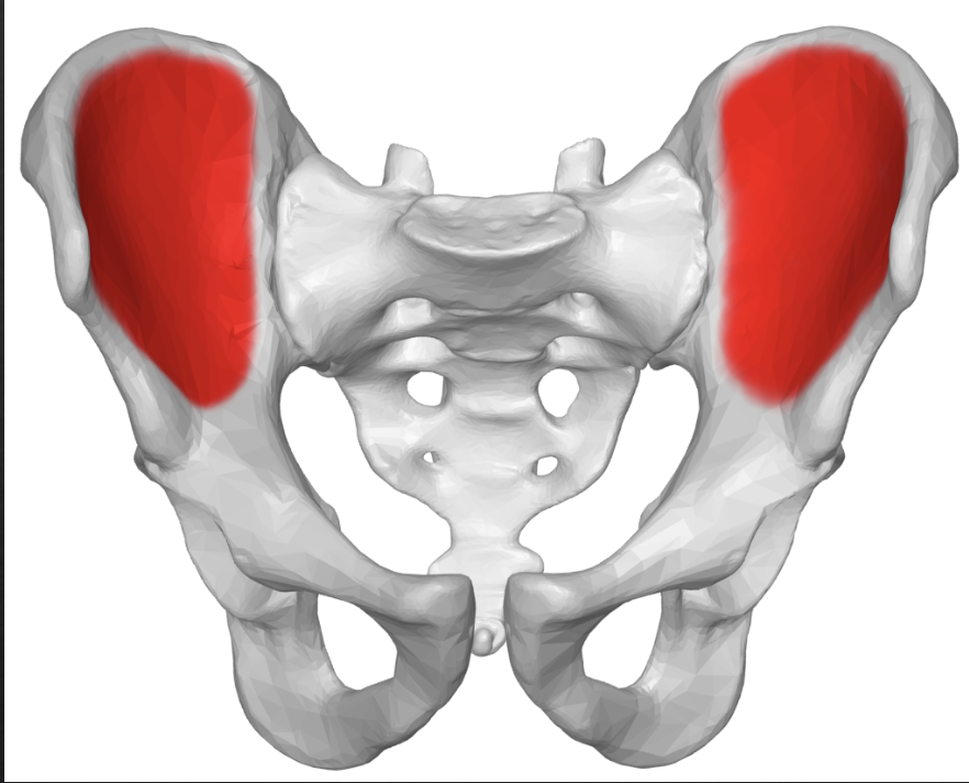 <p>Pelvis: What is the Red?</p>