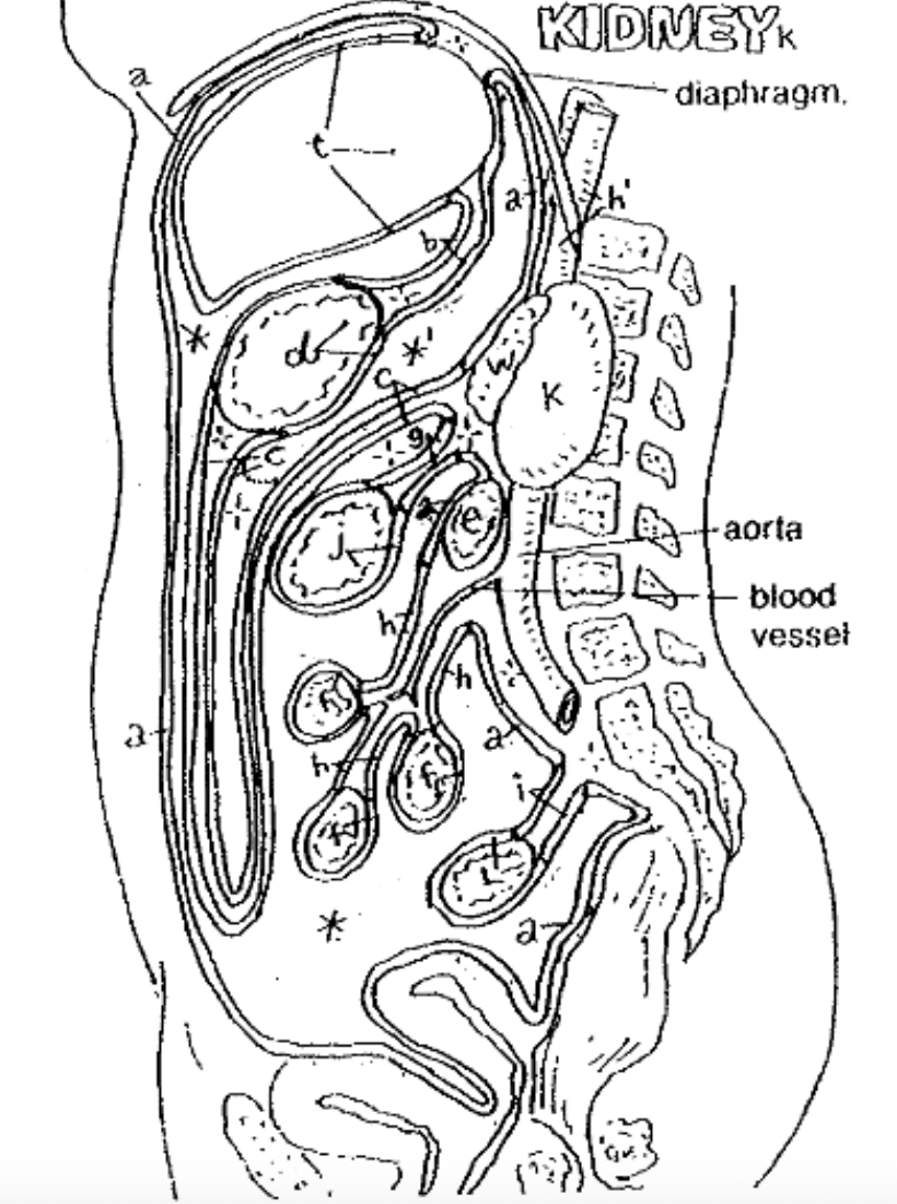 <p>label greater omentum, lesser omentum, and mesentery</p>