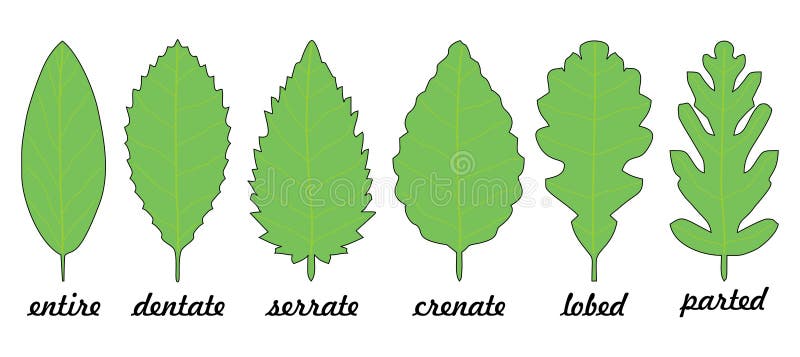 <p>edge of leaf</p>