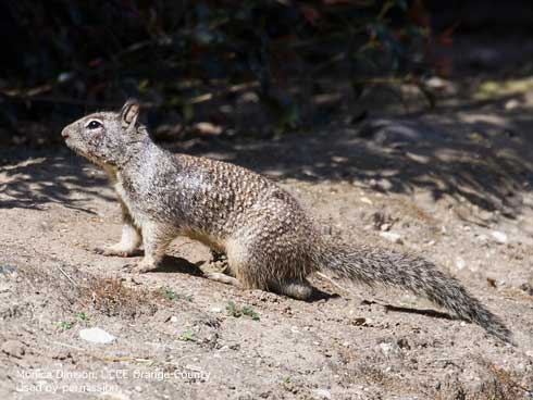 <p>Common Name: California ground squirrel </p><p>*Must know skull</p><p>**Skin in lab</p>
