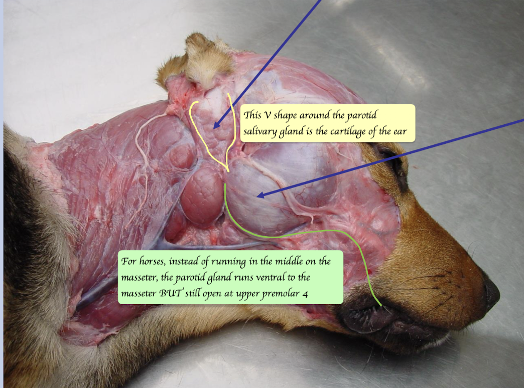<p>Nestles around the bottom of ear cartilage </p><p>Open near upper premolar 4 </p>