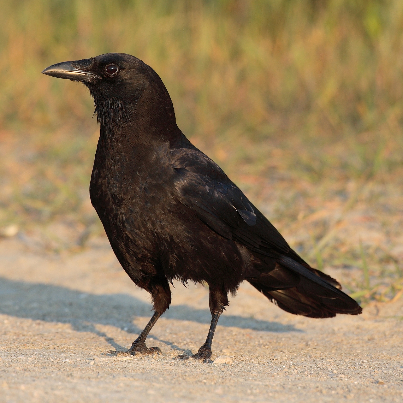 <p>Entirely black, large, long-legged, thick-necked bird with heavy straight bill</p><p>Short tail, squared off at the end</p><p>Very social</p><p>Aggressive, often chase away hawks and owls</p>