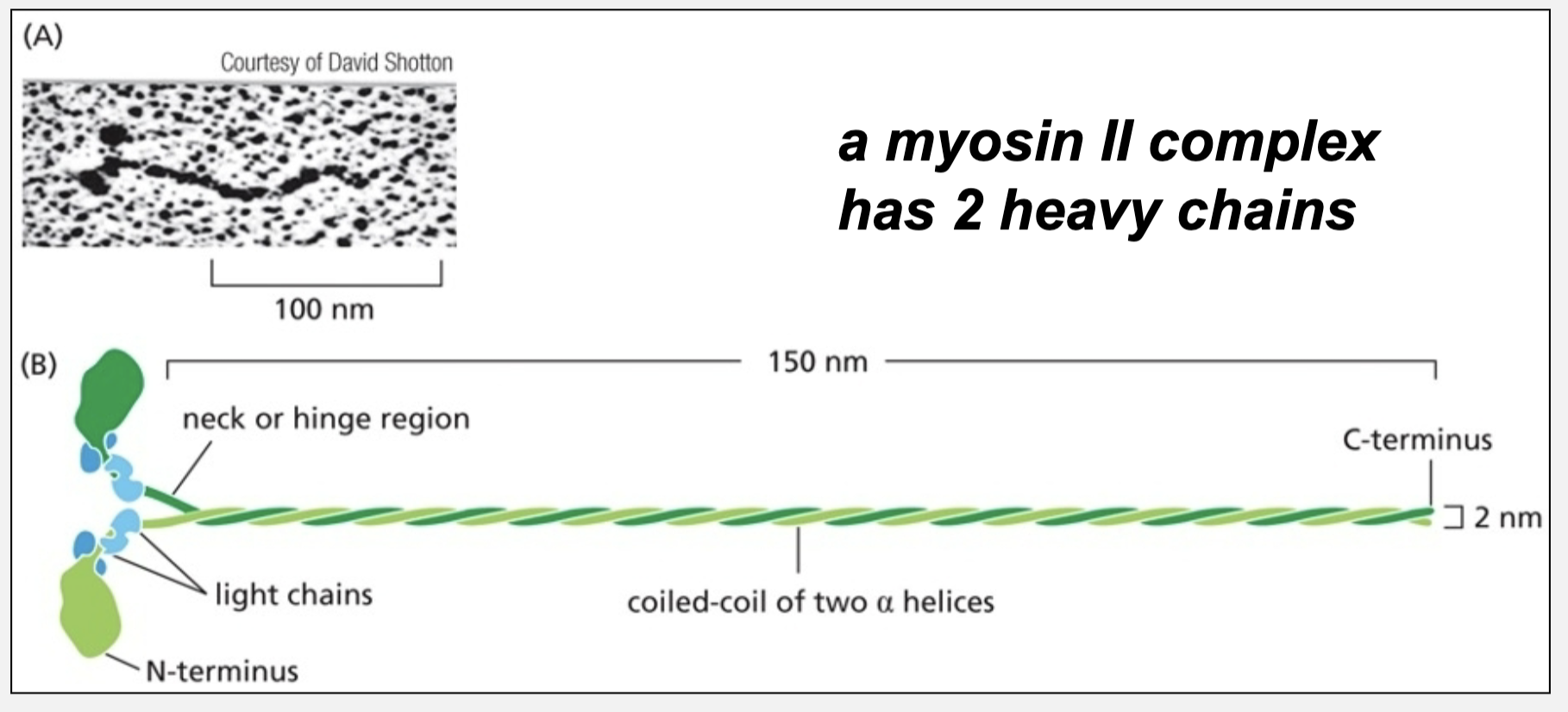 <ul><li><p>is a prototypical actin-based motor protein</p></li><li><p>a myosin II complex has 2 heavy chains</p></li></ul><p></p>