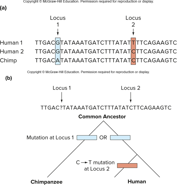 <p>the second single base change is polymorphic in humans</p><ul><li><p>the C must be ancestral</p></li><li><p>the T is derived (derived single nucleotide polymorphism in 1st human genome) <em>occurred AFTER humans evolved from chimps</em></p></li></ul><p>(look at a closely related species that branched off b4 the group being studied (chimps) this is the outgroup! if the outgroup &amp; some member of the study group share the same gene, the “A” is ANCESTRAL)</p>