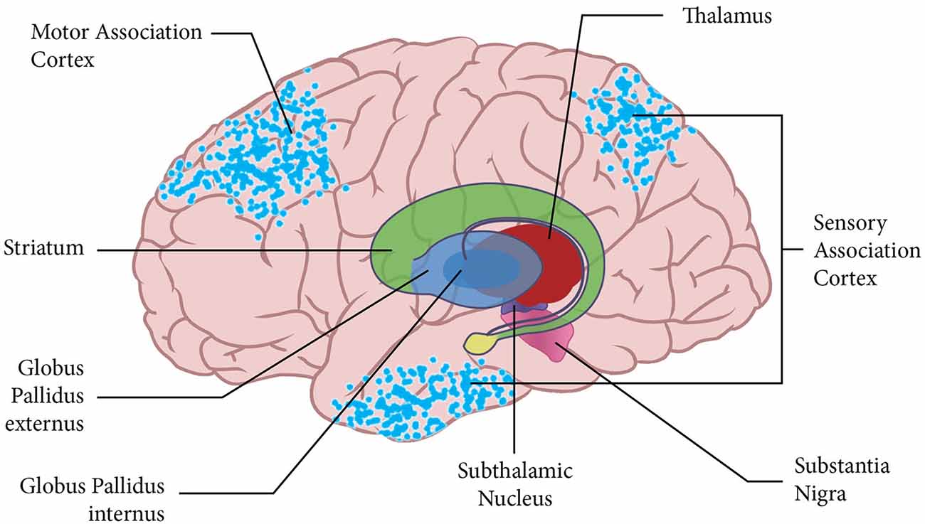 <p>Three major basal nuclei areas?</p>