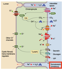 <p>somatostatin</p>