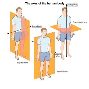 <p>Movements for transverse / cross-sectional plane</p><img src="https://assets.knowt.com/user-attachments/148868d2-cf63-48f0-90e7-b854ffbc5cfb.png" data-width="50%" data-align="center" style="display: block; width: 50%; margin-left: auto; margin-right: auto;"><p></p>