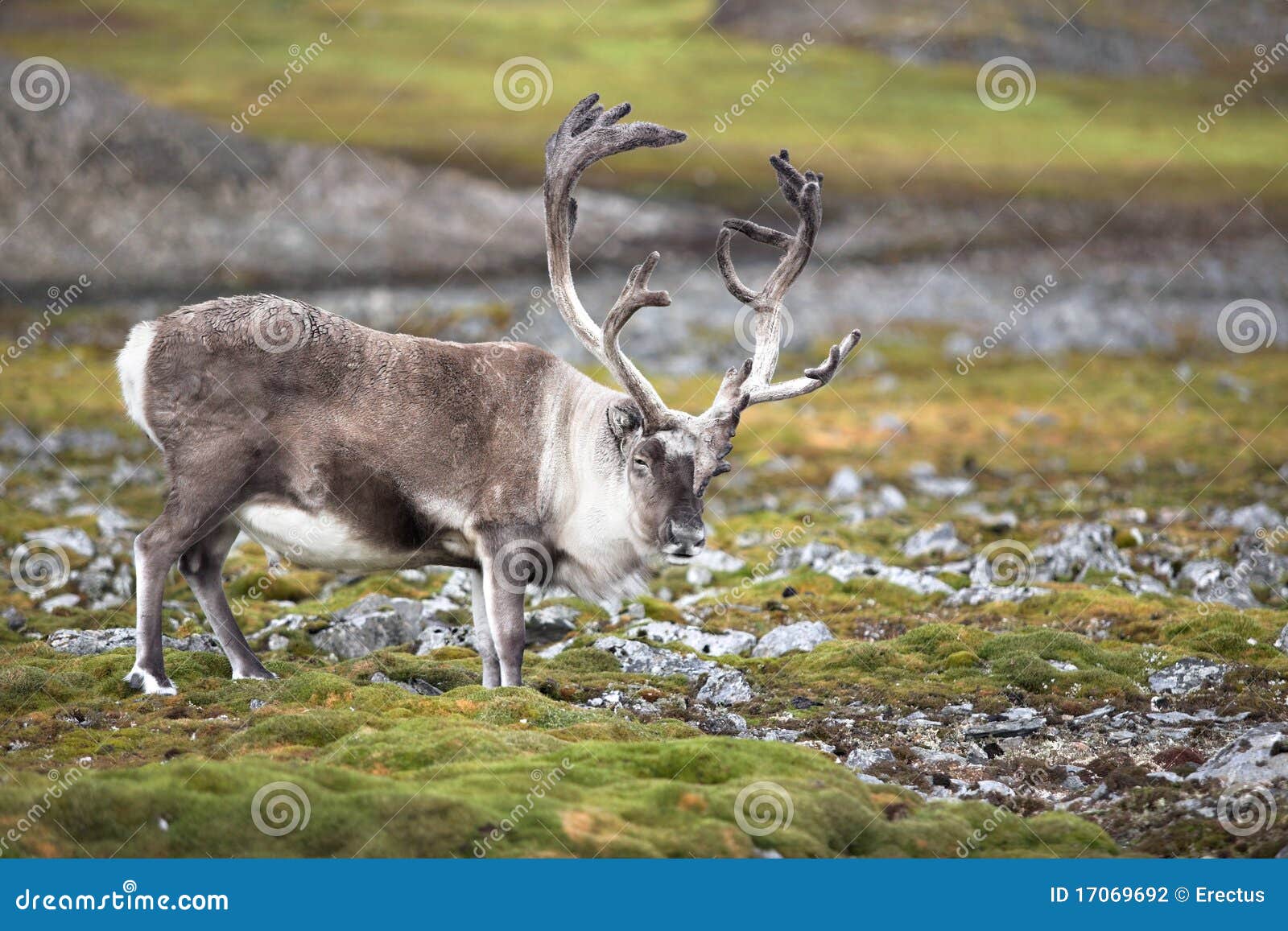 <p>Reindeer</p>